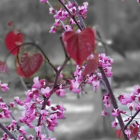 アパート Ache オエッツ